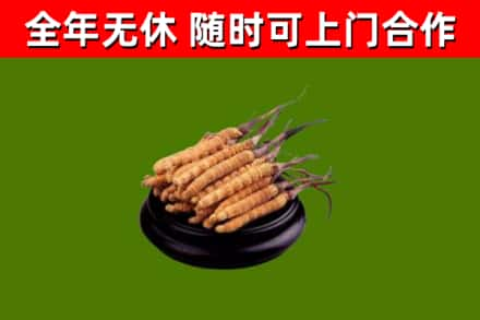 靖远县回收冬虫夏草